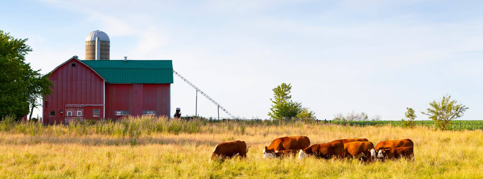 Hereford cattle standing in a filed in front of a red barn